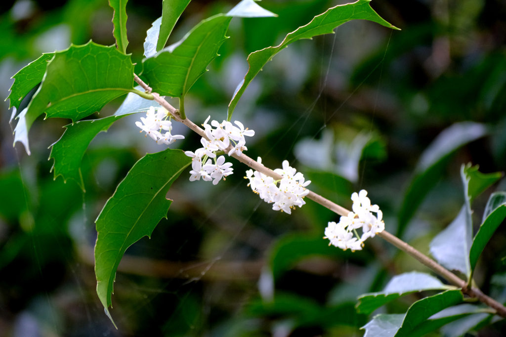 ヒイラギモクセイ