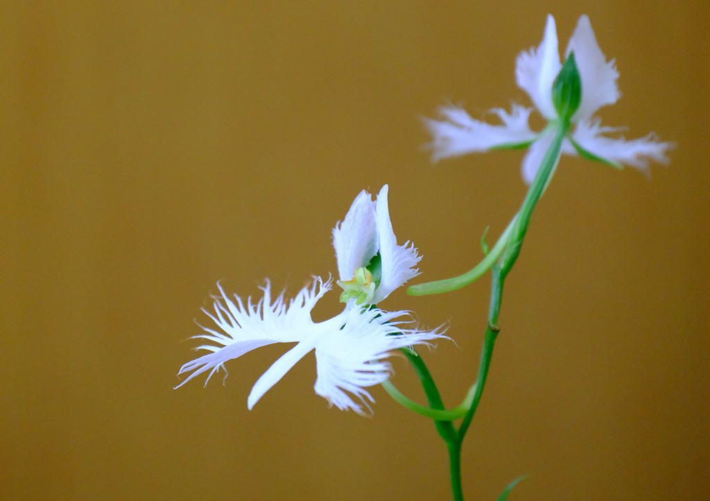 鉢植えの花