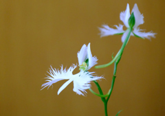 鉢植えの花