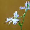 鉢植えの花