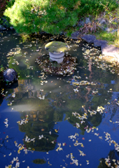 銀杏散る池