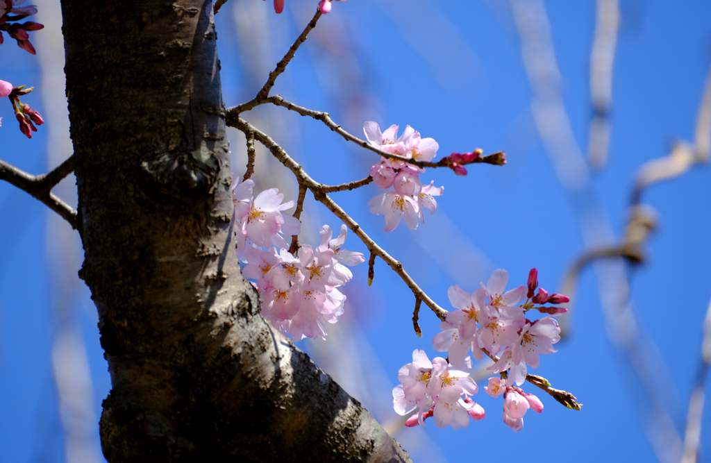 27日枝垂れ桜