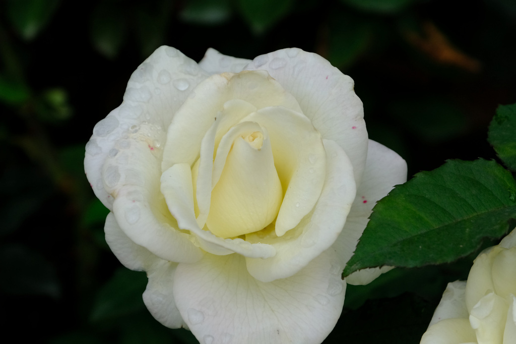 マダムサチ(仏)