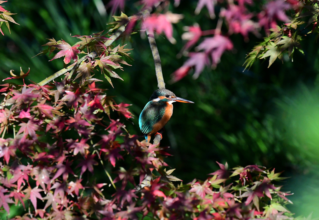 紅葉の中で