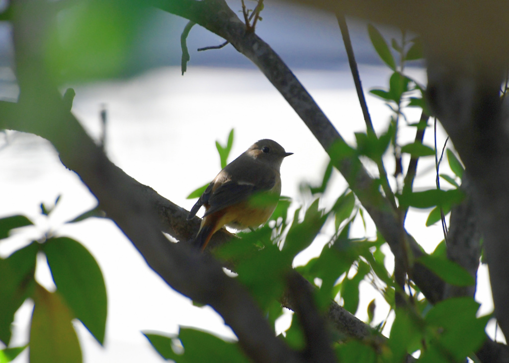 木の中でみーつけた