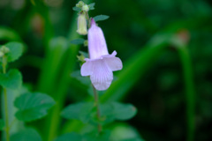 セラトテカ・トリロバ