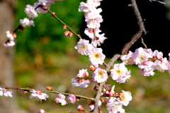 藤牡丹枝垂れ２