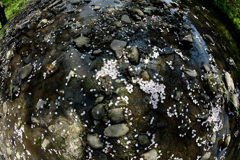 散る散る花びら
