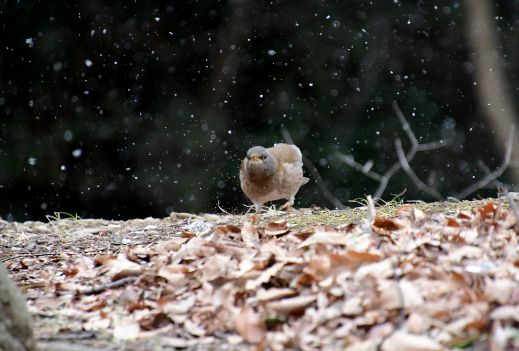 おこって？こっちへ飛んできた