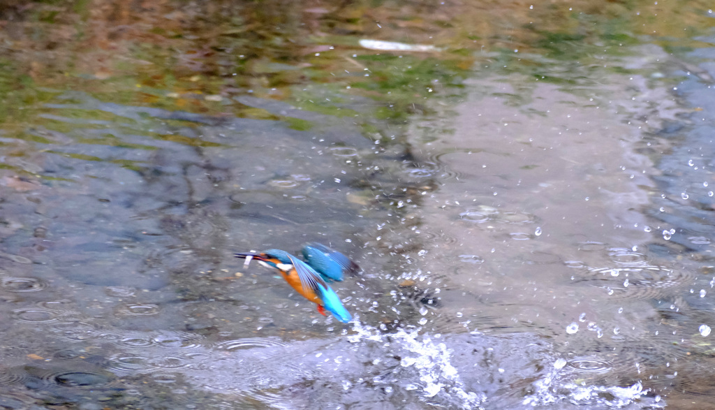 カワセミのお魚とり (2)