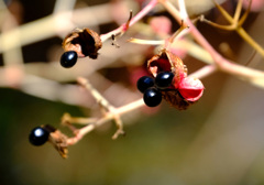 12月のゴンズイの実