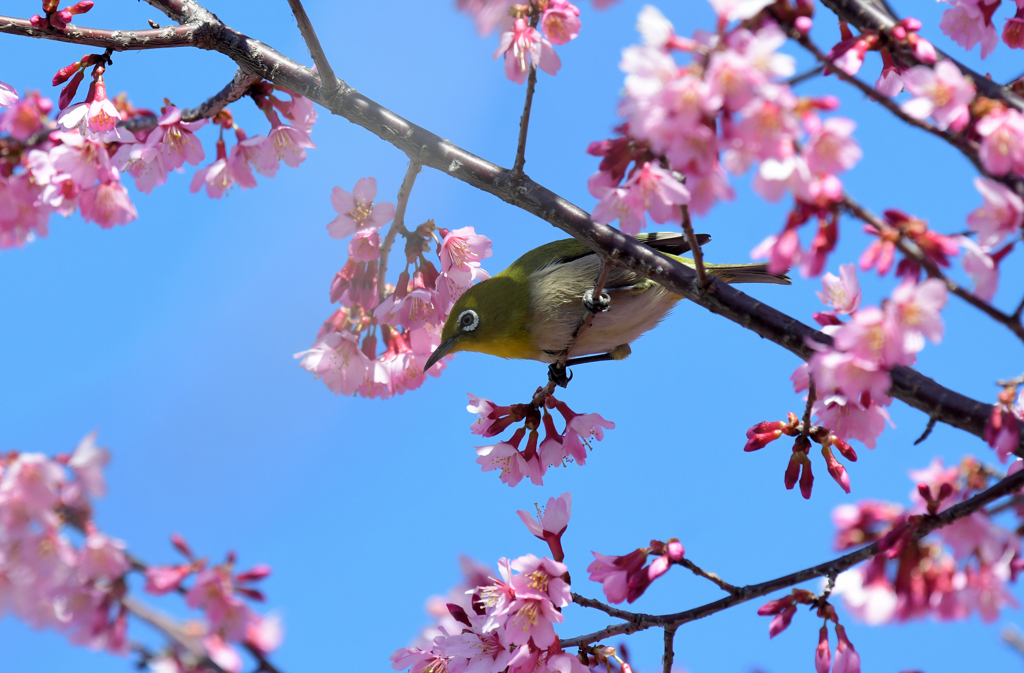 どれにしようかな