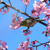 どれにしようかな