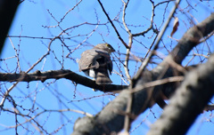 別の高い高い木へ逃げる