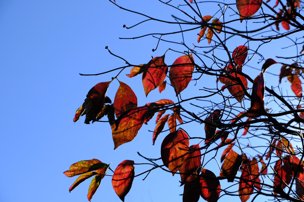 ハナミズキ紅葉