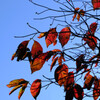 ハナミズキ紅葉