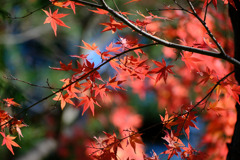 残る紅葉