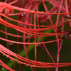 彼岸花水滴 １