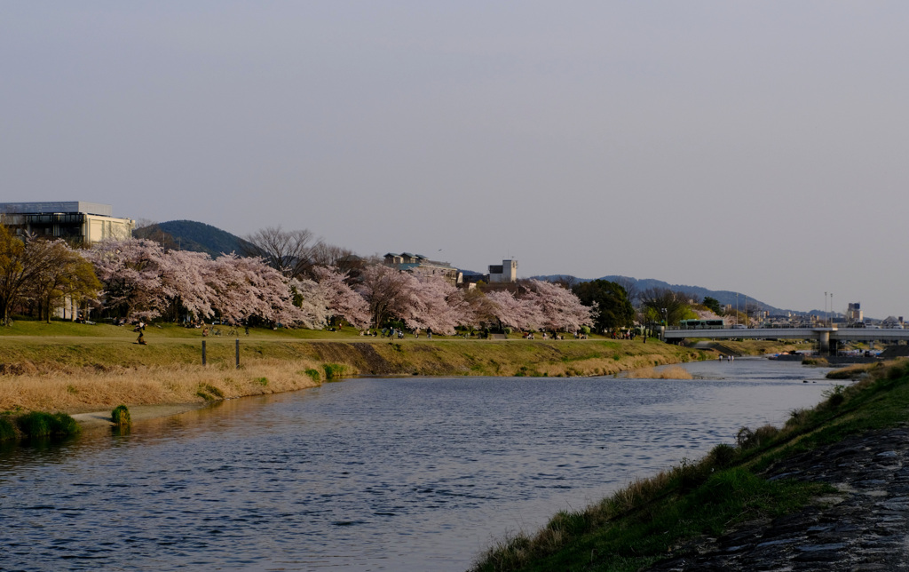 鴨川の桜2