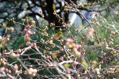 木瓜にメジロ