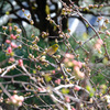 木瓜にメジロ