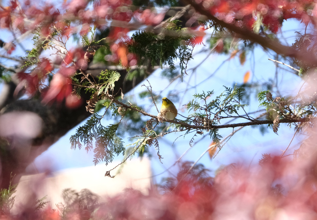 ボケ紅葉メジロ