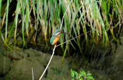 おや、メスだ おや、メスだ