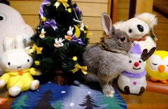 クリスマスポロリ２