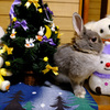 クリスマスポロリ２