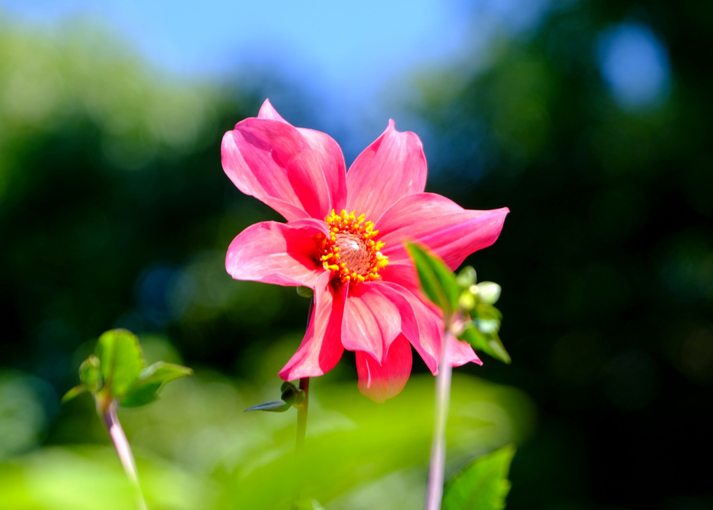 ガッツァリア フラミンゴ