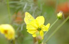 モンキチョウは モンキチョウは