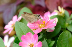 花の中の花へ