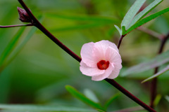 ローゼルの花