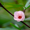 ローゼルの花