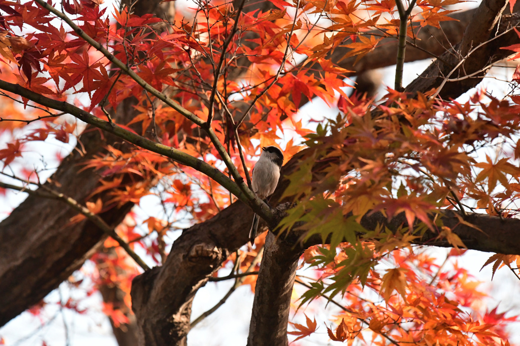 紅葉エナガ４