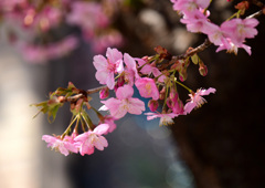3月9日河津桜満開１