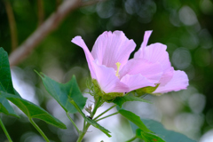 芙蓉3