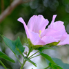 芙蓉3