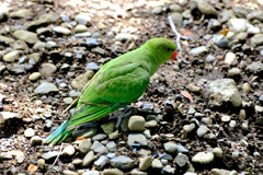 地面に幼鳥２