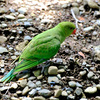 地面に幼鳥２