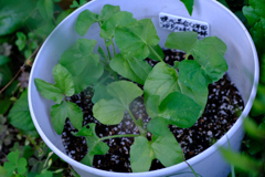 6月5日暁の混合二年目
