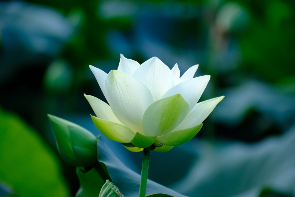 開花初日