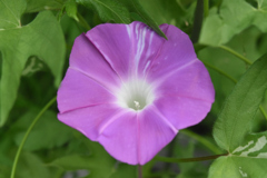 8月18日初開花