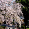 桜散る散る１