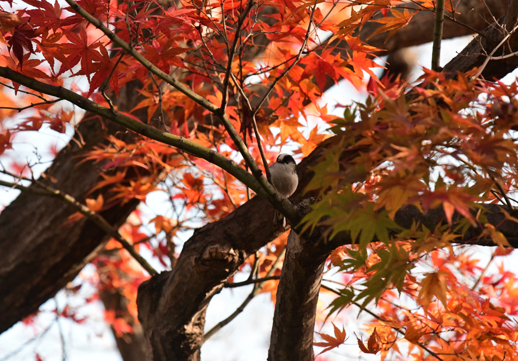 紅葉エナガ５