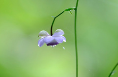 蓮華升麻２