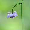 蓮華升麻２
