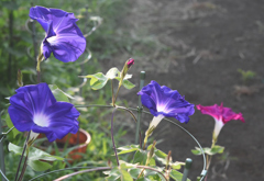 初開花