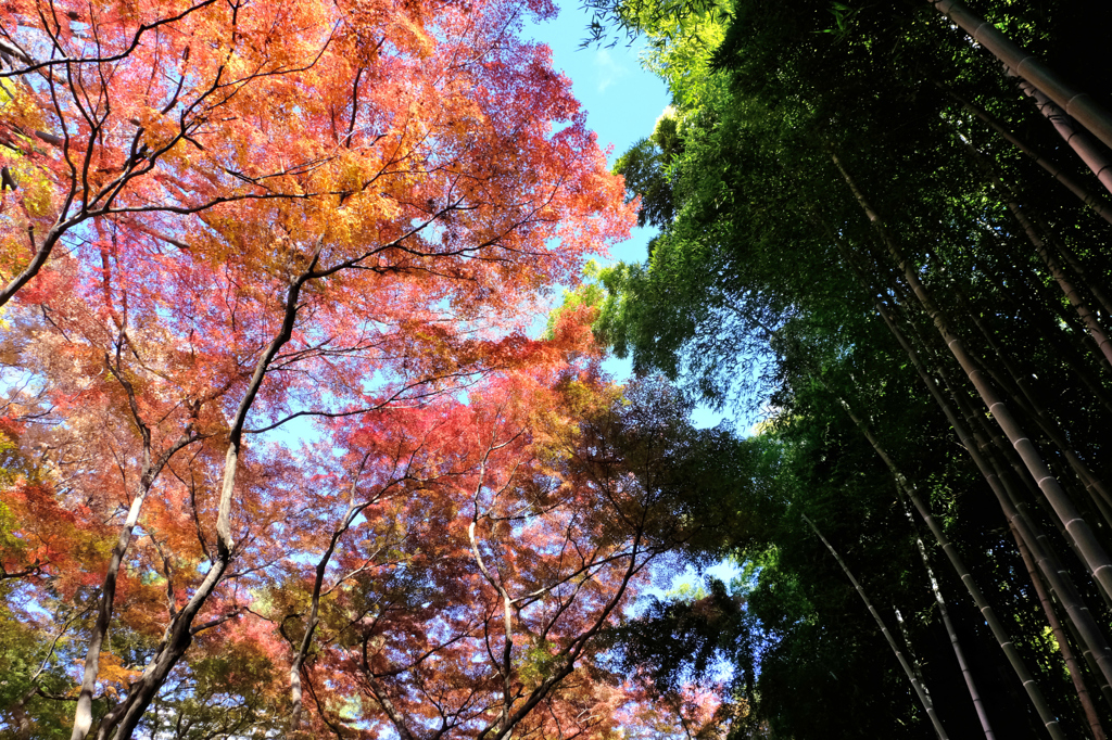 竹林と紅葉