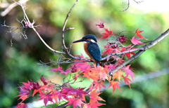 緑バックの紅葉カワセミ